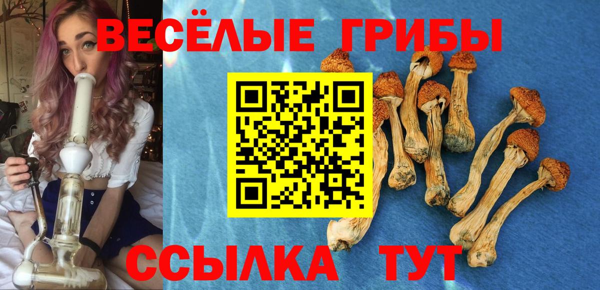 Псилоцибиновые грибы Psilocybine cubensis Карасук